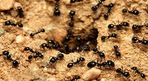 الگوبرداری-از-رفتار-مورچه‌ها-برای-غلبه-به-کرونا